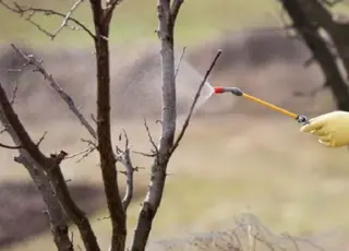 Перше оброблення саду навесні: чим кропити від шкідників і хвороб