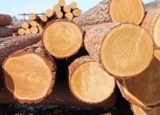 На Львівщині судитимуть організаторку схеми незаконного вивезення лісоматеріалів до ЄС