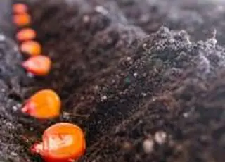 Тренди посівної-2026: найбільші площі кукурудзи в «МХП-Урожайна країна»