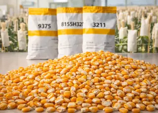 Насінництво замість соняшника: як фермеру заробити 240 тисяч гривень з гектара