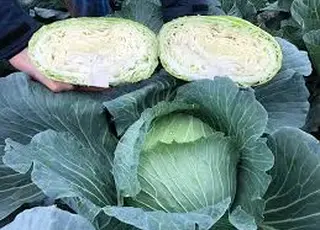 Фахівець назвав перспективні гібриди капусти для різних потреб