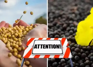 Експортне мито на сою та ріпак: знайдено компромісне рішення для фермерів