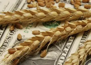 В Україні зросли ціни на пшеницю