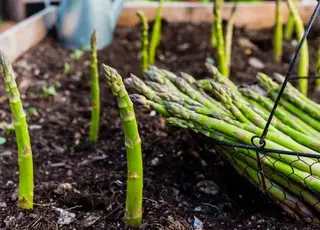 В Україні стартував сезон спаржі 2026 р