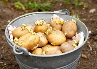 Названо 5 причин чому картопля дає слабкий врожай