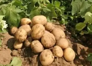 Ціни на картоплю в Україні знижуються через збільшення пропозиції
