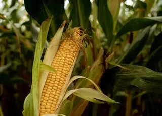 На Волині під кукурудзу відведуть найбільшу частку посівних площ