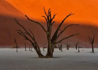 Намібія впроваджує стратегію для зменшення імпорту продовольства та зміцнення агросектору