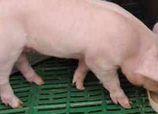 На початку лютого на ринку живця свиней спостерігається відновлення цін