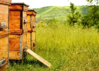 В Україні хочуть створити єдиний реєстр пасік