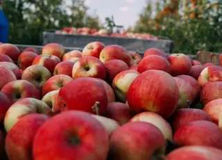 На Вінниччині господарство розширює сади та готується до експорту яблук