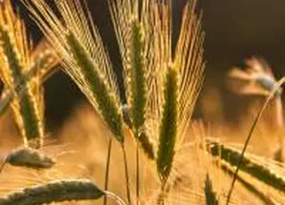 НБУ змінив оцінки врожаю зернових та олійних в Україні