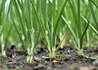 П’ять добрив, які треба внести під час росту цибулі