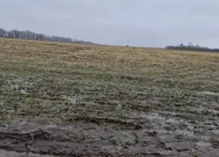 Загибель озимих фіксують в окремих господарствах Дніпропетровщини