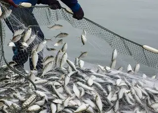 Аукціони на промисловий вилов риби у 2025 р принесли бюджету понад 50 млн грн