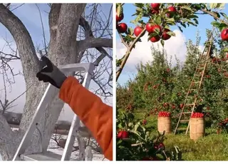 Омолодження старого саду: три прості кроки, які повернуть врожайність плодових дерев