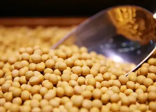 Українська соя продовжує дорожчати
