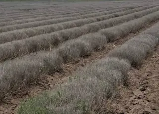 Найбільше лавандове поле України загинуло через морози