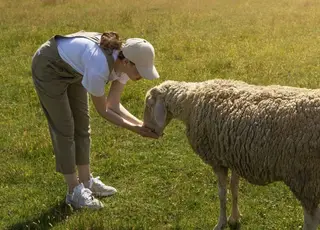 Як пробіотики та ферменти зміцнюють імунітет стада