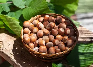 На Одещині вперше в Україні запроваджено повний цикл виробництва продукції з фундука