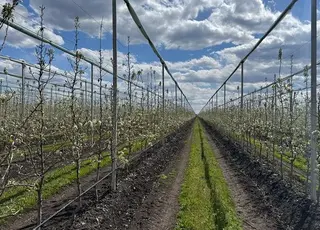 На Кіровоградщині розквіт найбільший грушевий сад України