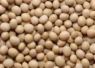 Соєвий ринок переходить у фазу зростання: ціни наближаються до 22 500 грн/т