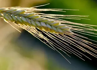 В Україні прогнозують дефіцит жита