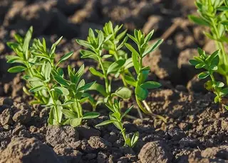 На Сумщині фермери шукають способи економії, щоб не підвищувати ціни на овочі