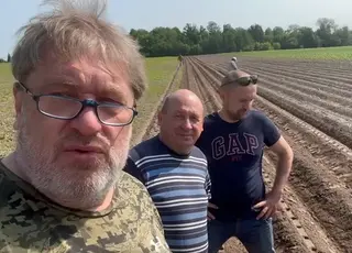 На Київщині висадили міні-бульби сортів української селекції