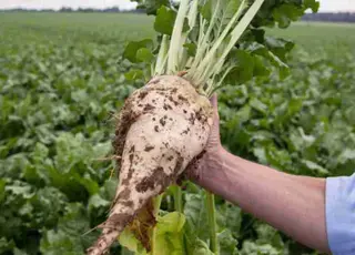 Аналітики USDA прогнозують значне зниження виробництва цукру в Україні