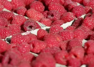 Українська малина успішно підкорює ЄС, Північну Америку та Азію