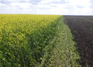 Які культури науковці рекомендують сіяти аграріям Одещини