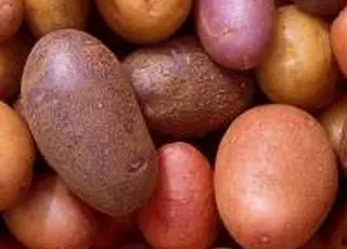 В Україні є сорти картоплі, але відсутнє насінництво, - Микола Гордійчук