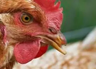 Васильківська птахофабрика емітує акції на 5,5 млн гривень для розширення виробництва