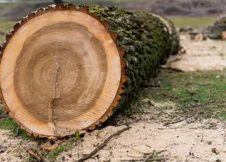 Уряд заборонив експорт необробленої деревини
