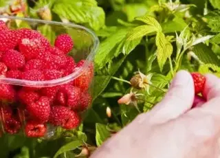 Як підвищити врожайність малини: основні методи для багатого збору ягід