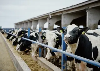 На Черкащині запустять сучасну мегаферму на 3000 корів