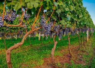 В Україні стрімко скорочуються площі під виноградниками