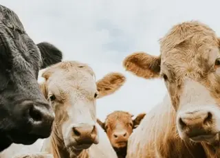 Поголів’я великої рогатої худоби в Україні скоротилося на 8% за рік