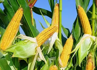 Українська кукурудза буде затребувана у країнах Близького Сходу та Північної Африки