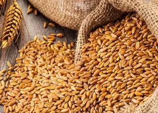 В Україні зросли ціни на фуражний ячмінь