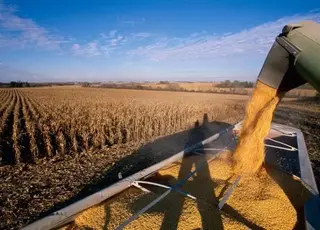Україна планує переробити весь врожай олійних культур у 2025-2026 сезоні