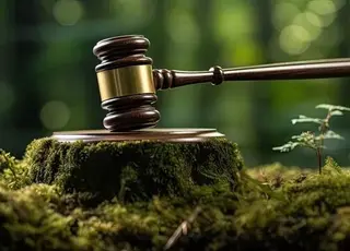 На Одещині судитимуть трьох службовців лісового господарства