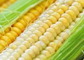 Енергетичний тиск і висока вологість: чому кукурудза не дала очікуваного прибутку «Епіцентр Агро»