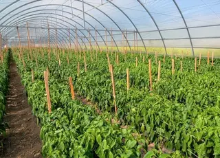 В Україні програми грантів на сади та теплиці мають намір відновити у 2026 р