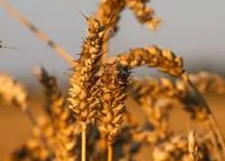 Ринок вже оцінює врожай пшениці 2026 дорожче за поточний