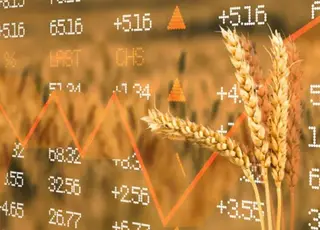 Ціни на пшеницю в Україні знизились на тлі посівної та зниження ліквідності