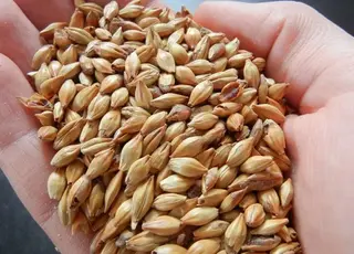 В Україні спостерігається зниження цін на фуражний ячмінь