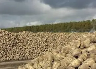 МХП-Урожай Центральний Хаб завершив збирання цукрових буряків