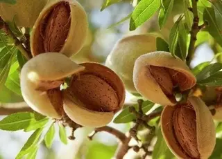 В Державний Реєстр сортів рослин внесений ще один сучасний самоплідний сорт мигдалю